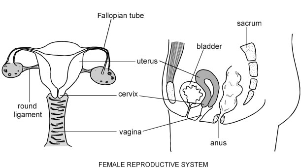 http://rewech.com/wp-content/uploads/2016/02/female-reproductive-system.jpg